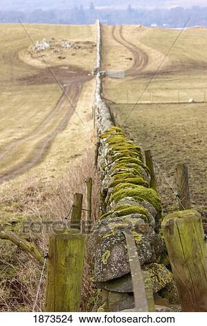 dumfries, scotland; a stone fence with moss growing on it stretching across a field View Large Photo Image Picture - dumfries, scotland; a stone fence with moss growing on it stretching across a field. Fotosearch