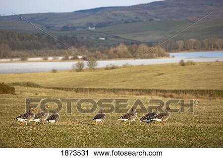 dumfries, scotland; ducks walking on the grass near the water View Large Photo Image Stock Image - dumfries, scotland; ducks walking on the grass near the water. Fotosearch