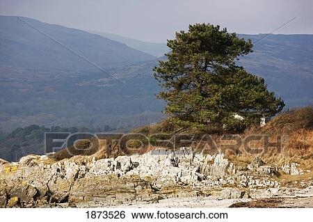 dumfries, scotland; rocky ground, a tree and hills View Large Photo Image Stock Photograph - dumfries, scotland; rocky ground, a tree and hills. Fotosearch