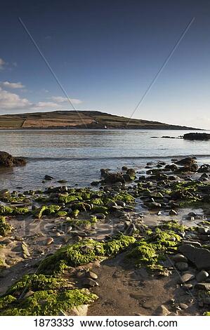 Stock Image - dumfries, scotland; seaweed on the sand along the shore. Fotosearch
