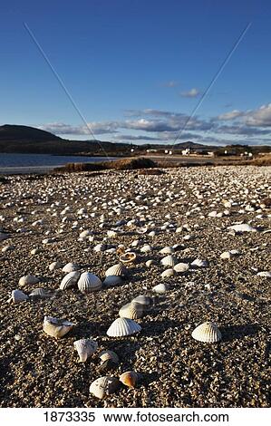 Stock Photography - dumfries, scotland; shells on the sand along the shore. Fotosearch