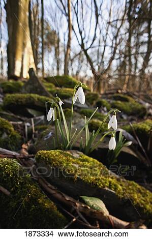 Picture - dumfries, scotland; snowdrops (galanthus) growing among the rocks covered with moss. Fotosearch