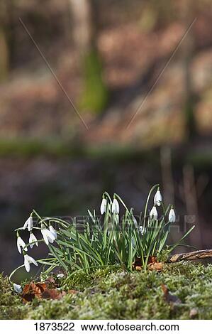 Stock Image - dumfries, scotland; snowdrops (galanthus). Fotosearch