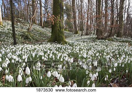 dumfries, scotland; snowdrops (galanthus) View Large Photo Image Stock Image - dumfries, scotland; snowdrops (galanthus). Fotosearch