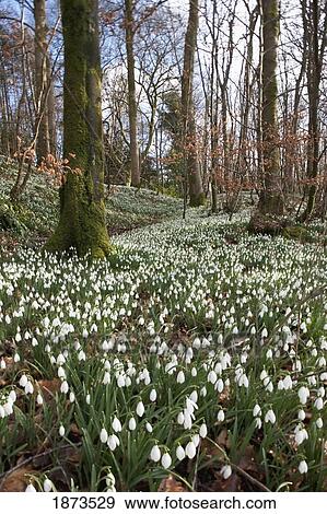 dumfries, scotland; snowdrops (galanthus) View Large Photo Image Stock Photo - dumfries, scotland; snowdrops (galanthus). Fotosearch
