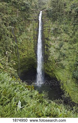 Stock Image - hawaii, united states of america; akaka falls with cliffs and a gorge covered with rainforest plants. Fotosearch