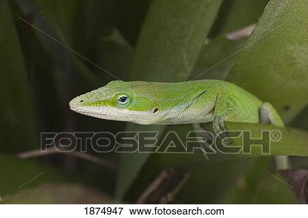 hawaii, united states of america; green anole lizard (anolis carolinensis) View Large Photo Image Stock Photo - hawaii, united states of america; green anole lizard (anolis carolinensis). Fotosearch