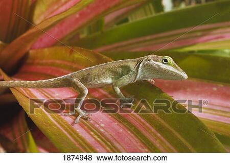 hawaii, united states of america; green anole lizard (anolis carolinensis) View Large Photo Image Stock Photo - hawaii, united states of america; green anole lizard (anolis carolinensis). Fotosearch