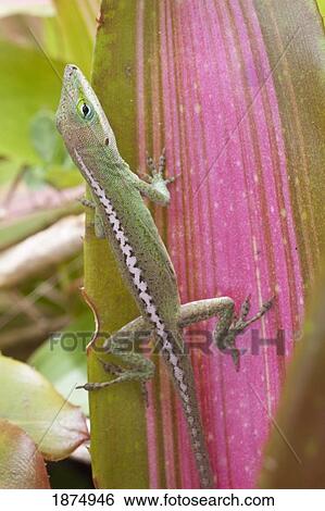 hawaii, united states of america; green anole lizard (anolis carolinensis) View Large Photo Image Stock Photograph - hawaii, united states of america; green anole lizard (anolis carolinensis). Fotosearch