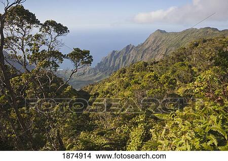 hawaii, united states of america; kalalau valley from pihea trail, with tropical vegetation and the pacific ocean View Large Photo Image Picture - hawaii, united states of america; kalalau valley from pihea trail, with tropical vegetation and the pacific ocean. Fotosearch