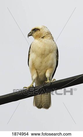 Picture - hawaii, united states of america; hawaiian hawk (buteo solitarius) also known as 'lo, perched on a service wire along roadway. Fotosearch
