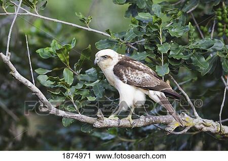 hawaii, united states of america; hawaiian hawk (buteo solitarius) also known as 'lo, perched on tree branch View Large Photo Image Stock Image - hawaii, united states of america; hawaiian hawk (buteo solitarius) also known as 'lo, perched on tree branch. Fotosearch