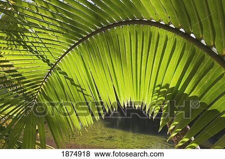hawaii, united states of america; pattern formed by frond of young coconut tree (cocos nucifera) View Large Photo Image Stock Photo - hawaii, united states of america; pattern formed by frond of young coconut tree (cocos nucifera). Fotosearch