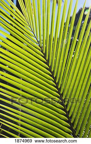 Stock Photo - hawaii, united states of america; pattern formed by frond of young coconut tree (cocos nucifera). Fotosearch