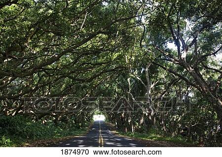 Stock Image - hawaii, united states of america; trees leaning over a small road forming a tunnel. Fotosearch