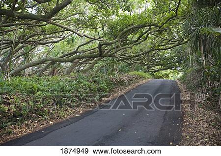 hawaii, united states of america; trees leaning over a small road forming a tunnel View Large Photo Image Stock Photo - hawaii, united states of america; trees leaning over a small road forming a tunnel. Fotosearch