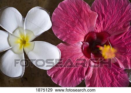 Stock Photo - hibiscus and jasmine flowers floating in water. Fotosearch
