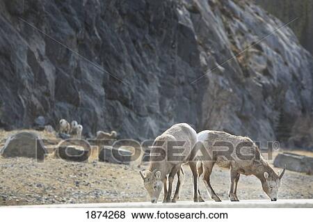 jasper national park, alberta, canada; two deer grazing View Large Photo Image Stock Photo - jasper national park, alberta, canada; two deer grazing. Fotosearch