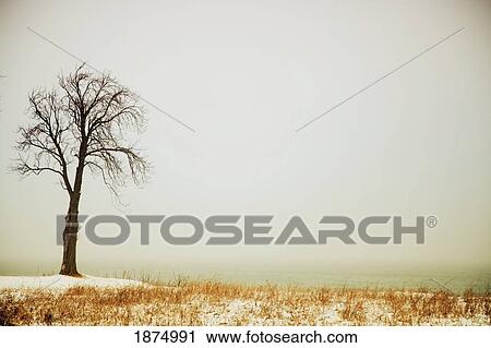 jordan, ontario, canada; a tree along the shore of lake ontario with some snow View Large Photo Image Stock Image - jordan, ontario, canada; a tree along the shore of lake ontario with some snow. Fotosearch