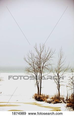 jordan, ontario, canada; trees along the shore of a snow covered lake ontario View Large Photo Image Stock Photo - jordan, ontario, canada; trees along the shore of a snow covered lake ontario. Fotosearch