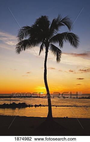 kauai, hawaii, united states of america; cove with palm tree at sunset and people on the beach in the distance View Large Photo Image Stock Image - kauai, hawaii, united states of america; cove with palm tree at sunset and people on the beach in the distance. Fotosearch