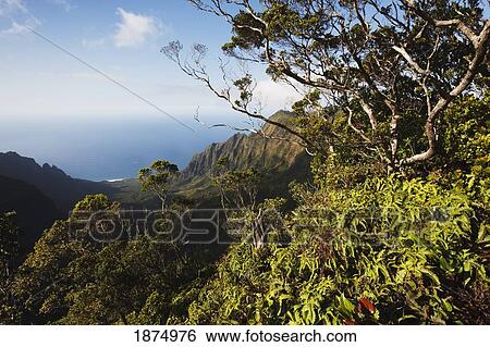 Stock Photograph - kauai, hawaii, united states of america; kalalau valley from pihea trail, with tropical vegetation and the pacific ocean. Fotosearch
