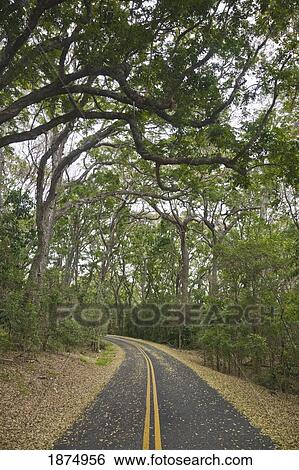 Stock Photograph - mauna lao, hawaii, united states of america; narrow road passing through a tall forest. Fotosearch