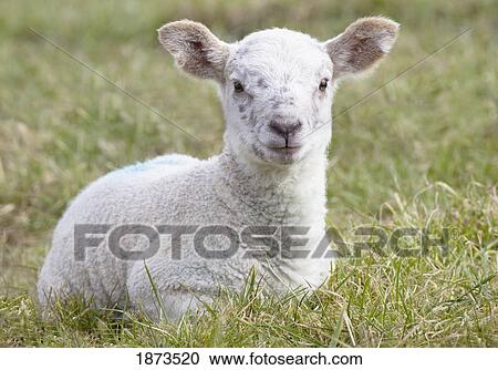 northumberland, england; a lamb View Large Photo Image Stock Image - northumberland, england; a lamb. Fotosearch