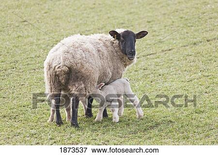 northumberland, england; a lamb drinking milk from it's mother View Large Photo Image Stock Photo - northumberland, england; a lamb drinking milk from it's mother. Fotosearch