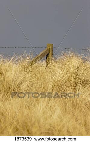 Stock Photo - northumberland, england; tall grass and barbed wire fence. Fotosearch
