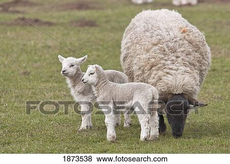 Stock Photo - northumberland, england; two lambs and a sheep. Fotosearch