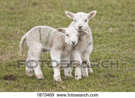 Stock Photo - northumberland, england; two lambs. Fotosearch