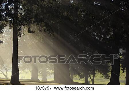 oregon cascades, oregon, united states of america; sun shining through the morning fog and trees View Large Photo Image Stock Photo - oregon cascades, oregon, united states of america; sun shining through the morning fog and trees. Fotosearch