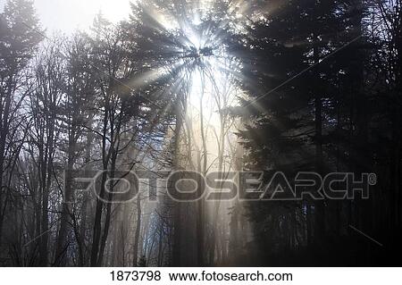 Stock Photo - oregon cascades, oregon, united states of america; sun shining through the morning fog and trees. Fotosearch
