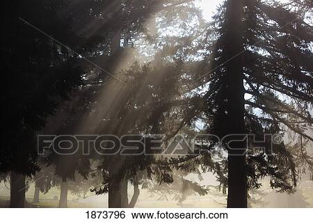 Stock Photograph - oregon cascades, oregon, united states of america; sun shining through the morning fog and trees. Fotosearch