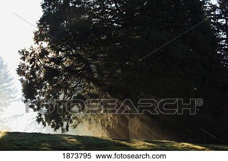 Stock Photography - oregon cascades, oregon, united states of america; sun shining through the morning fog and trees. Fotosearch