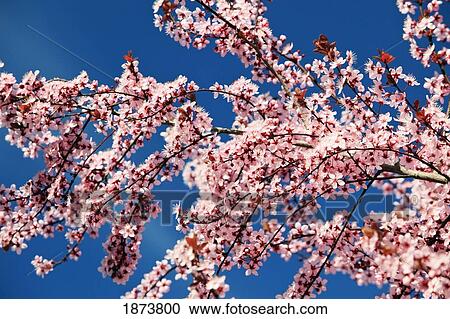 Stock Image - oregon, united states of america; cherry blossoms on a tree in spring. Fotosearch