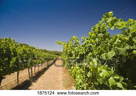 Picture - perth, australia; a vineyard of green grapes. Fotosearch