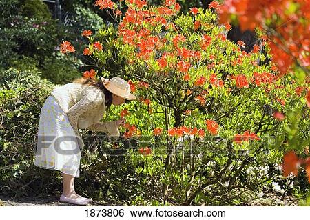 portland, oregon, united states of america; a girl looking at the flowers in a garden View Large Photo Image Stock Photograph - portland, oregon, united states of america; a girl looking at the flowers in a garden. Fotosearch