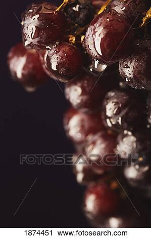 red grapes with water drops on them View Large Photo Image Stock Image - red grapes with water drops on them. Fotosearch