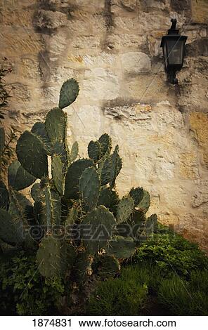san antonio, texas, united states of america; a cactus in front of the alamo View Large Photo Image Stock Image - san antonio, texas, united states of america; a cactus in front of the alamo. Fotosearch