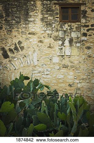 san antonio, texas, united states of america; cactus in front of the alamo View Large Photo Image Stock Image - san antonio, texas, united states of america; cactus in front of the alamo. Fotosearch