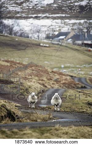 scottish borders, scotland; two sheep on the road View Large Photo Image Stock Image - scottish borders, scotland; two sheep on the road. Fotosearch