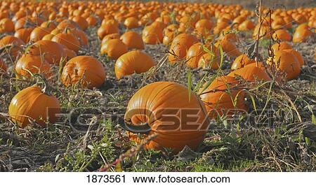 sidney, british columbia, canada; a pumpkin patch View Large Photo Image Stock Image - sidney, british columbia, canada; a pumpkin patch. Fotosearch