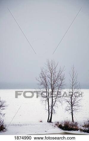 st. catharines, ontario, canada; trees along the shore of snow covered lake ontario View Large Photo Image Stock Image - st. catharines, ontario, canada; trees along the shore of snow covered lake ontario. Fotosearch