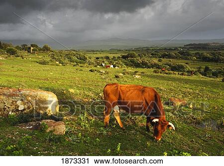 tarifa, cadiz, andalusia, spain; a cow in a field View Large Photo Image Stock Image - tarifa, cadiz, andalusia, spain; a cow in a field. Fotosearch