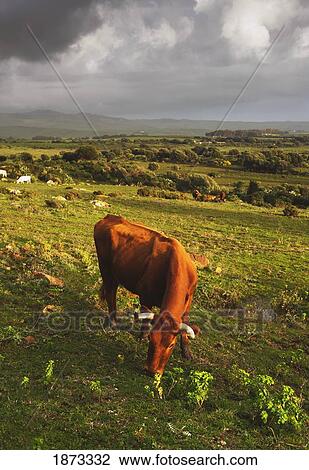tarifa, cadiz, andalusia, spain; a cow in a field View Large Photo Image Stock Image - tarifa, cadiz, andalusia, spain; a cow in a field. Fotosearch