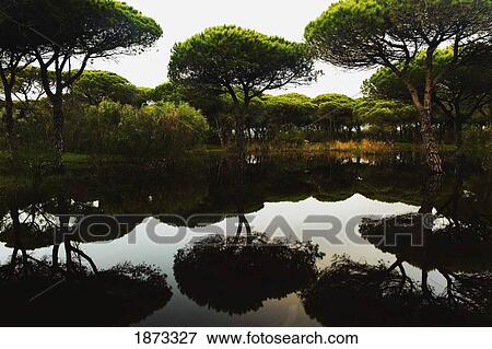 tarifa, cadiz, andalusia, spain; a flooded forest View Large Photo Image Stock Photo - tarifa, cadiz, andalusia, spain; a flooded forest. Fotosearch