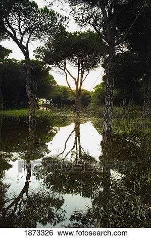 tarifa, cadiz, andalusia, spain; a flooded forest View Large Photo Image Stock Photograph - tarifa, cadiz, andalusia, spain; a flooded forest. Fotosearch