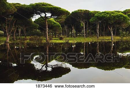 tarifa, cadiz, andalusia, spain; a flooded forest View Large Photo Image Stock Photograph - tarifa, cadiz, andalusia, spain; a flooded forest. Fotosearch